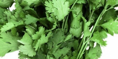 Kako najbolje pripremiti cilantro za zimu i sačuvati okus